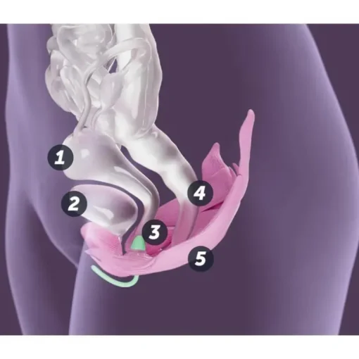Elvie - Trainer Cuidados Femininos