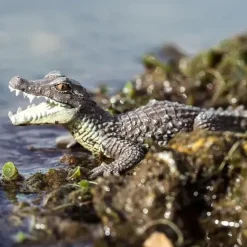 Safari Ltd. - Estatueta Caiman, Figura Realista de 5 Répteis