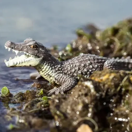 Safari Ltd. - Estatueta Caiman, Figura Realista de 5 Répteis